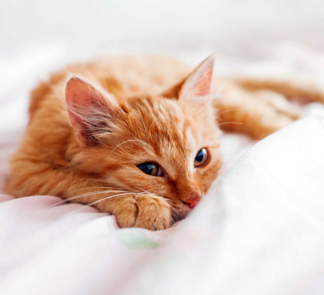 shutterstock_1050526730_optimized shutterstock_1050526730_optimized