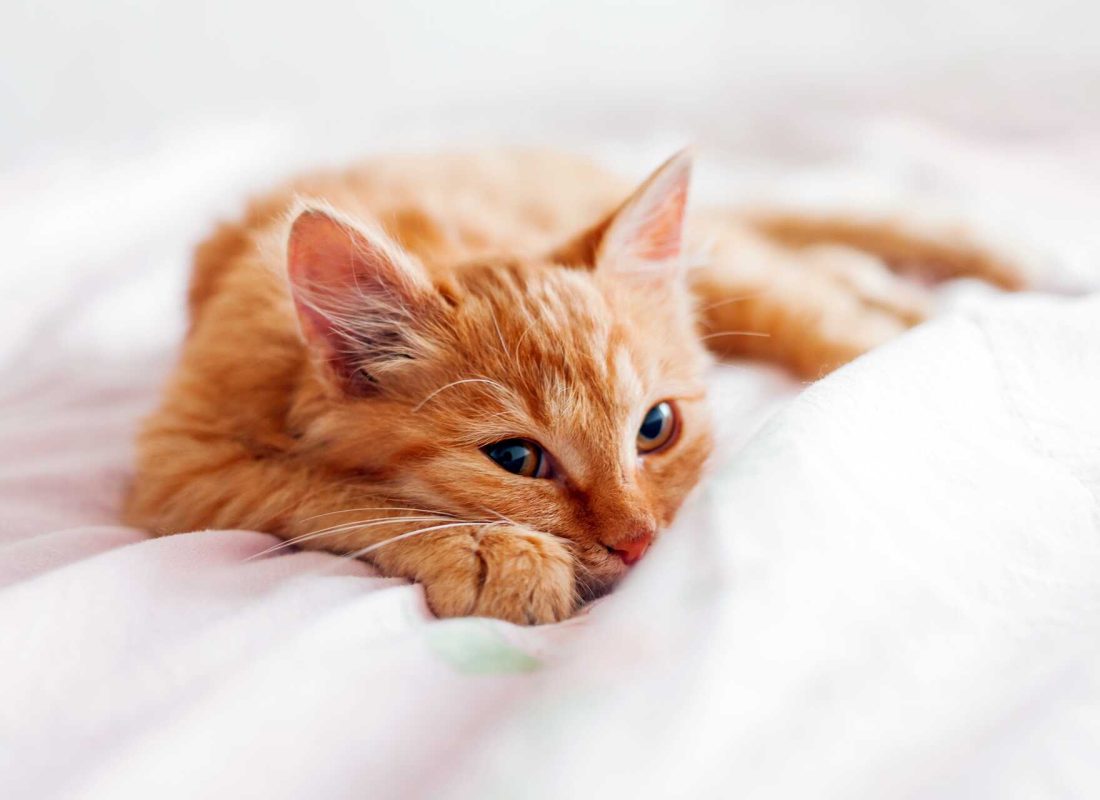 shutterstock_1050526730_optimized shutterstock_1050526730_optimized