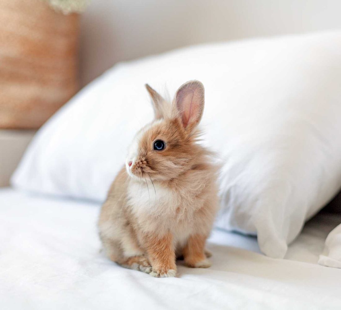 shutterstock_1389031688_optimized shutterstock_1389031688_optimized