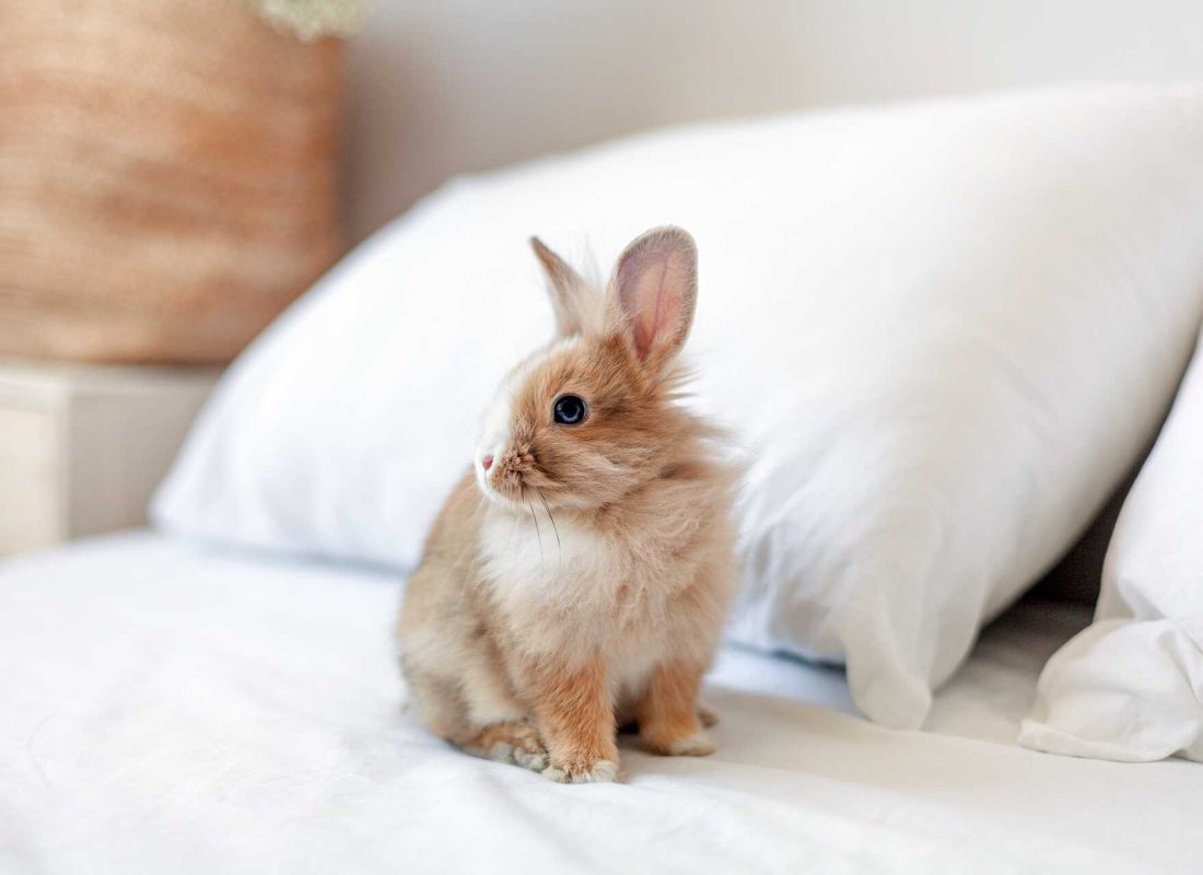 shutterstock_1389031688_optimized shutterstock_1389031688_optimized