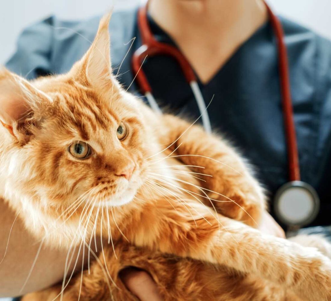 shutterstock_2285054133_optimized shutterstock_2285054133_optimized