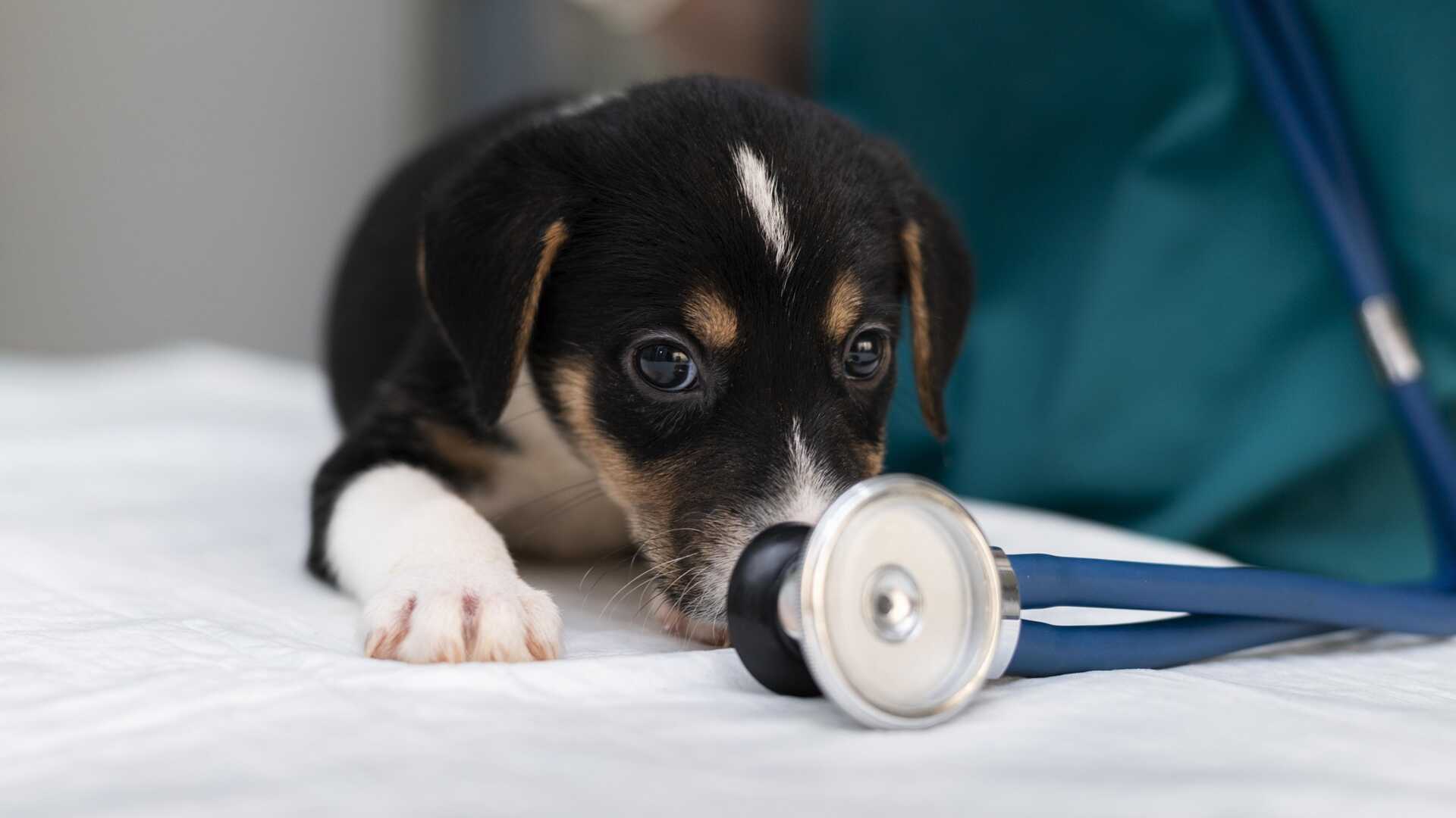 Konsultacje kardiologiczne dla waszych pupili